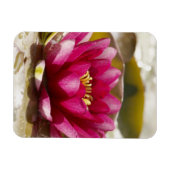 Magnet Flexible Lys d'eau (Horizontal)