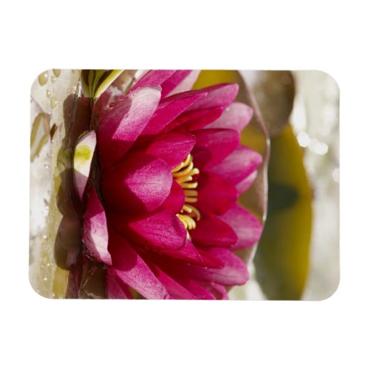 Magnet Flexible Lys d'eau (Horizontal)