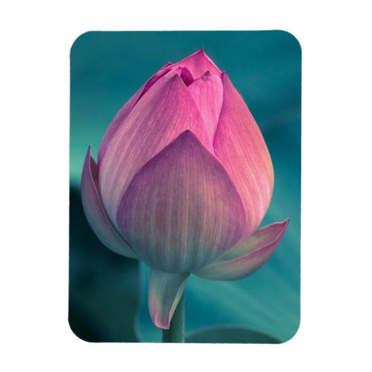 Magnet Flexible Lys d'eau Lotus (Vertical)
