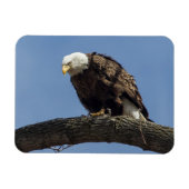 Magnet Flexible M. Sérieux (Horizontal)