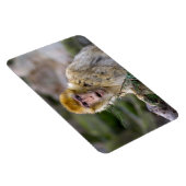 Magnet Flexible Macaca sylvanus (Côté Droit)