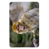 Magnet Flexible Macaca sylvanus (Vertical)