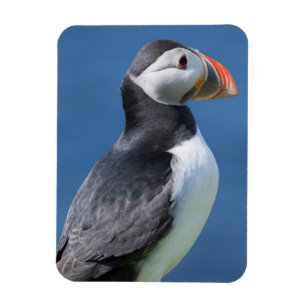 Magnet Flexible Macareux Atlantique (Fratercula Arctica) Sur Une F