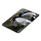 Magnet Flexible Macaroni Penguins, Géorgie du Sud (Côté Gauche)