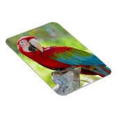 Magnet Flexible Macaw assis sur la branche (Côté Droit)