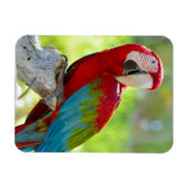 Magnet Flexible Macaw assis sur la branche (Horizontal)