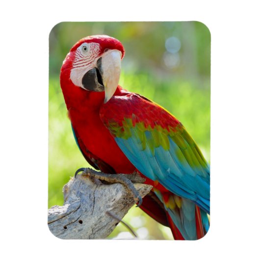 Magnet Flexible Macaw assis sur la branche (Vertical)