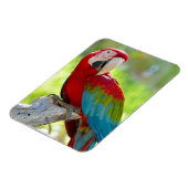 Magnet Flexible Macaw assis sur la branche (Côté Gauche)