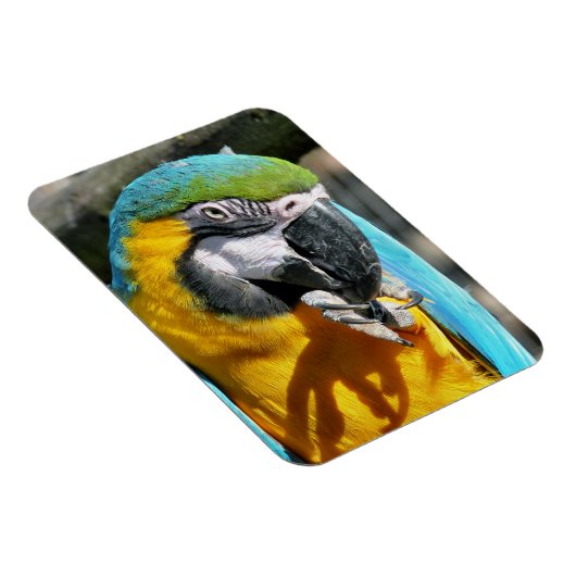 MAGNET FLEXIBLE MACAWS (Côté Droit)