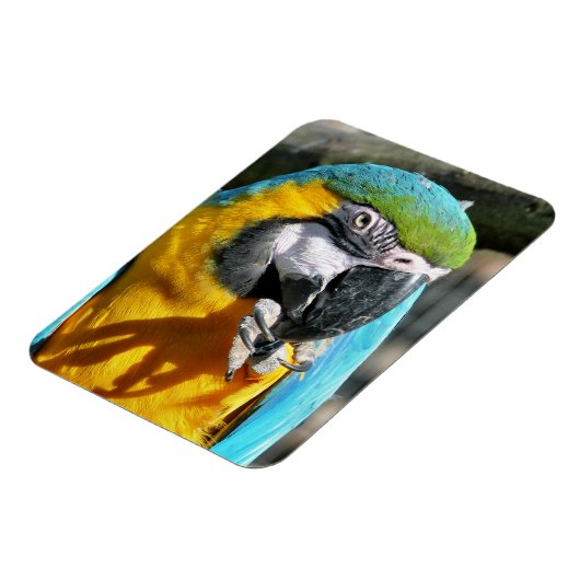 MAGNET FLEXIBLE MACAWS (Côté Gauche)