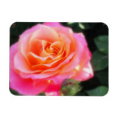Magnet Flexible Macro Rose rose et orange (Horizontal)