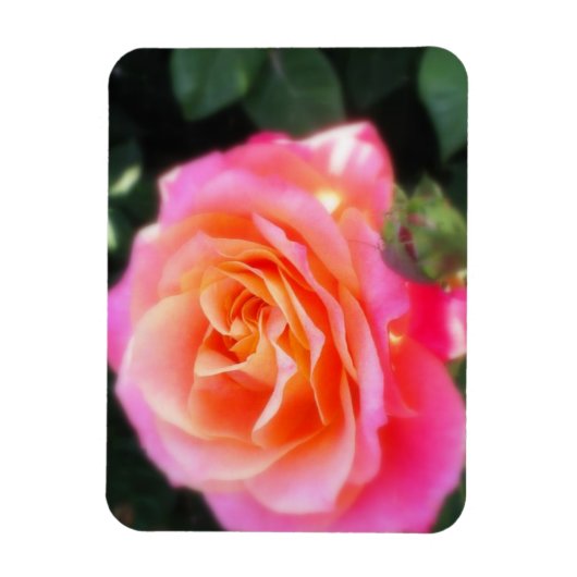 Magnet Flexible Macro Rose rose et orange (Vertical)
