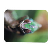 Magnet Flexible Madagascar, bar rouge Panther Chameleon (Horizontal)