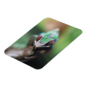 Magnet Flexible Madagascar, bar rouge Panther Chameleon (Côté Gauche)