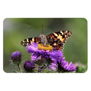 Magnet Flexible Madame américaine Butterfly Perennial Asters 4x6