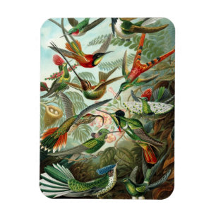 Magnet Flexible Magazine Premium Hummingbird