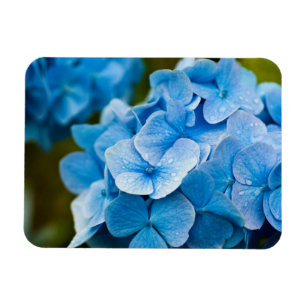 Magnet Flexible Magnat de fleur bleu Hydrangea