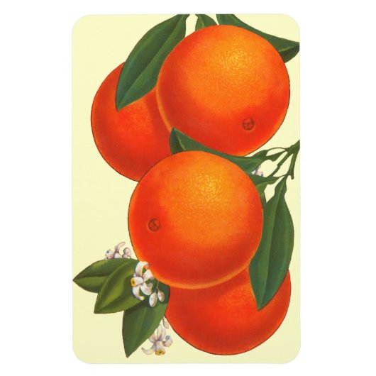Magnet Flexible Magnat d'oranges d'art rétro (Vertical)