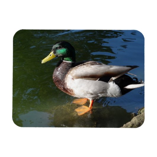 Magnet Flexible Magnat photo Mallard Duck (Horizontal)