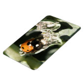 Magnet Flexible Magnat Premium 7 points Ladybug britannique (Côté Gauche)