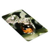 Magnet Flexible Magnat Premium 7 points Ladybug britannique (Côté Droit)