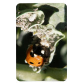 Magnet Flexible Magnat Premium 7 points Ladybug britannique (Vertical)