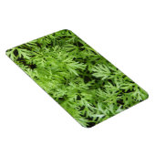 Magnet Flexible Magnat Premium Carrot Tops (Côté Droit)