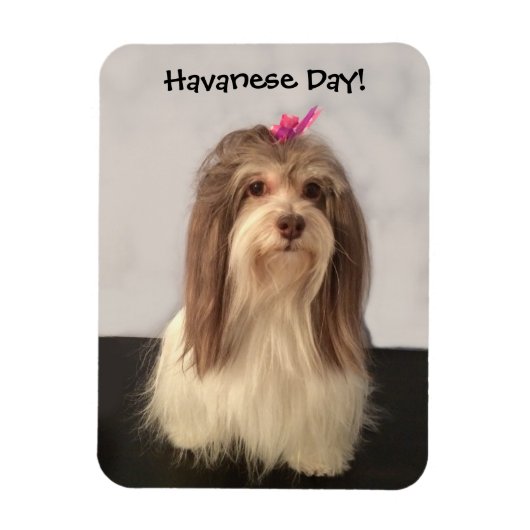 Magnet Flexible Magnet, HAVANESE DAY ! par Nancy Lee Garrett (Vertical)