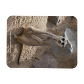 Magnet Flexible Magnifique suricate (Horizontal)