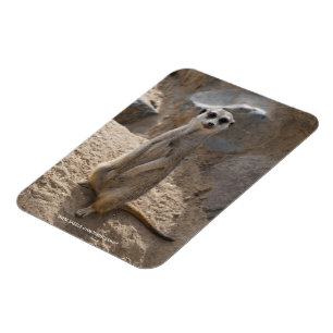 Magnet Flexible Magnifique suricate