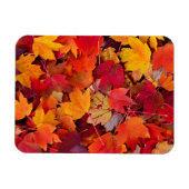 Magnet Flexible Magnifiques Feuilles d'érable (Horizontal)