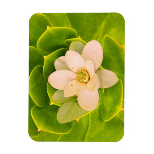 Magnet Flexible Magnolia de Virginie (Magnolia virginiana) 