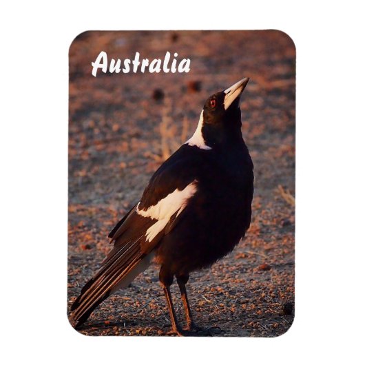 Magnet Flexible Magpie australien aimant photo (Vertical)