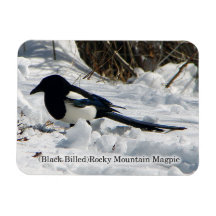 Magpie Black Billed Rocky Mountain