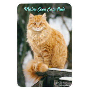 Magnet Flexible Maine chat coon Aimant flexible