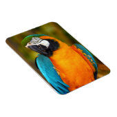 Magnet Flexible Majestic Macaw (Côté Droit)