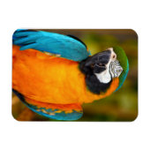 Magnet Flexible Majestic Macaw (Horizontal)