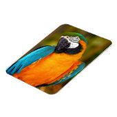 Magnet Flexible Majestic Macaw (Côté Gauche)