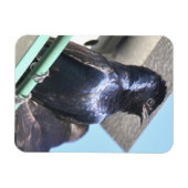 Magnet Flexible Majestic Purple Martin (Horizontal)