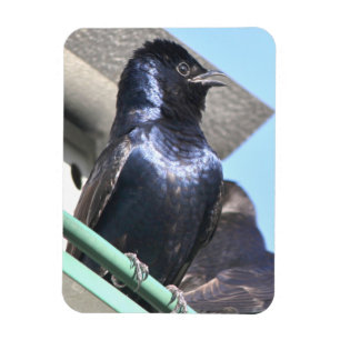 Magnet Flexible Majestic Purple Martin