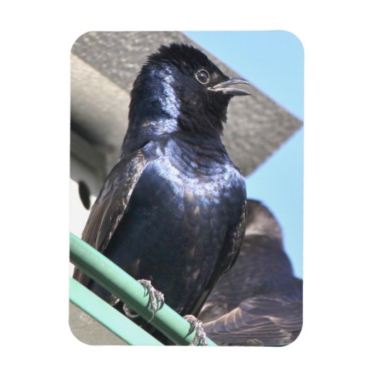 Magnet Flexible Majestic Purple Martin (Vertical)