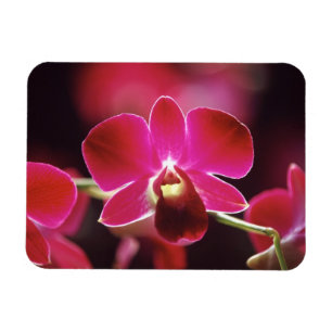 Magnet Flexible Malaisie, orchidée