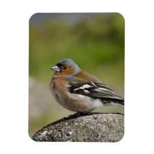 Magnet Flexible Male Chaffinch (WILD: Fringilla coelebs)