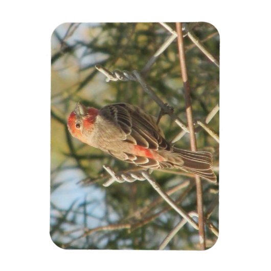 Magnet Flexible Male House Finch (Vertical)
