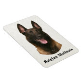 Magnet Flexible malinois belge (Côté Droit)