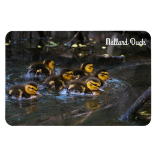Magnet Flexible Mallard Duck
