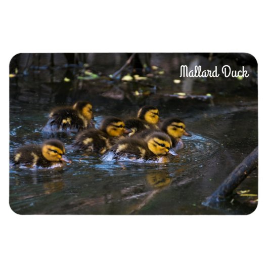 Magnet Flexible Mallard Duck (Horizontal)