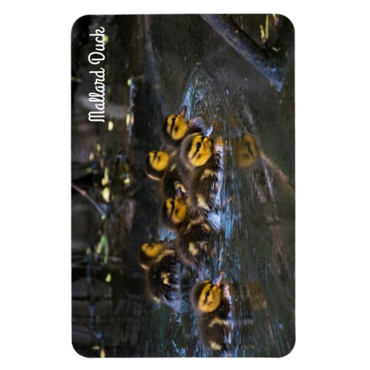 Magnet Flexible Mallard Duck (Vertical)