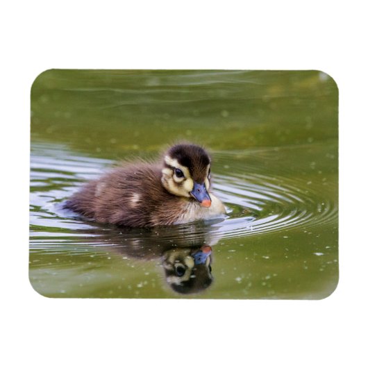 Magnet Flexible Mallard Duckling (Horizontal)