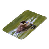 Magnet Flexible Mallard Duckling (Côté Gauche)